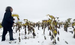 Profesörden karlı bir ayçiçeği tarlasında şaşırtan performans