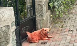 Boyalı köpekler merak uyandırdı