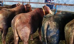 Büyükbaş hayvanlara şap aşısı ve sağlık taraması