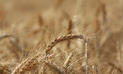 Küresel tahıl üretiminde 105 milyon tonluk rekor artış bekleniyor
