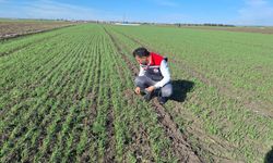 Hububat tarlalarında 'ekin kambur böceği' tehlikesi