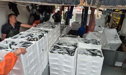 Tayfalar mutlu: Yüzlerce kasa balık yakalandı