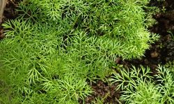 Vatandaşlar Evlerinde Dereotu Yetiştiriyor