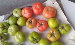 Kırklareli’nde Sonbaharın Son Domates Hasadı
