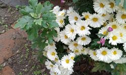 Kırklareli’de Sonbaharın Güzelliği: Kasımpatılar Açtı