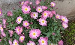 Kırklareli’nde Sonbaharın Rengi: Kasımpatılar