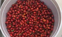 Kırklareli’nde Kuşburnu Hasadı Başladı