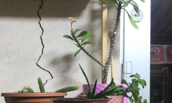 Saksı Bitkileri Ev ve İş Yerlerine Doğal Güzellik Katıyor