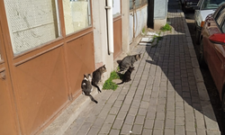 Kedilerin Neşeli Anları Dikkat Çekti