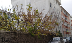 Bakımsız Duvar ve Taşan Bitkiler Tepki Çekiyor