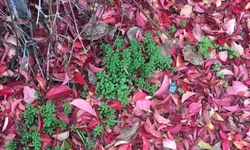 Kırklareli’nde Sonbaharın Son Renkleri