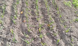 Vatandaşlar Bahçelerini Sarımsak Fideleriyle Yeşertiyor