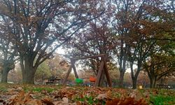 Sonbaharda Kavaklı Korusu Bir Başka Güzel
