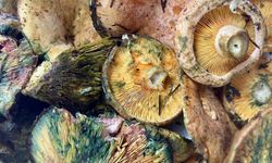 Mantar Arayışı Başladı