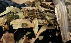 Ihlamur Mevsimi Geldi