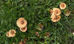 Mantarların Tatlı Sürprizi