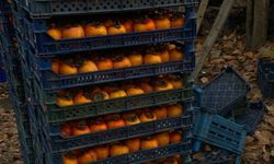 Cennet Hurması İlgi Görüyor