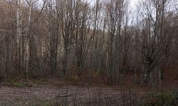 Sonbahar Kendini Belli Ediyor