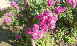 Kırklareli’nde Bahçelerde Kasımpatı Güzelliği