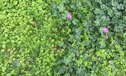 Kendiliğinden Yetişen Ebegümeci İlgi Görüyor