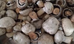 Sofraların Vazgeçilmezi Kültür Mantarına İlgi Artıyor