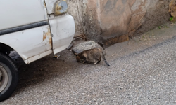 Vatandaşlardan Sokak Kedilerine Mama Desteği