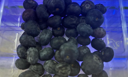 Yaban Mersini Vatandaşların Gözdesi Oldu