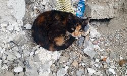 İnşaat Molozlarının Arasında Uyuyan Yavru Kedi Yürek Burktu