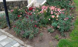 Belediyeden Şehri Güzelleştiren Peyzaj Çalışmaları