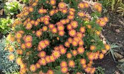 Kırklareli’nde Kasımpatılar Renk Cümbüşü Yarattı