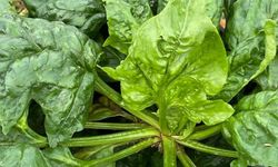 Bahçeden Sofraya Ispanak