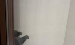 Güvercinler Pencere Kenarına Konuk Oldu