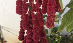 Kırklareli’nde Horoz İbiği Bahçeleri Renklendiriyor