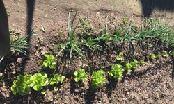 Kırklareli’nde Bahçelerde Doğal Sebze Üretimi