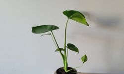 Kırklareli’nde Deve Tabanı Bitkisine İlgi Artıyor