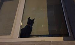 Pencereden Dışarıyı İzleyen Kedi İlgi Odağı Oldu
