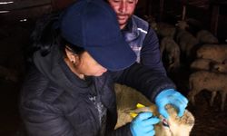 Pınarhisar’da Küpeleme ve Aşılama Çalışmaları Sürdürülüyor