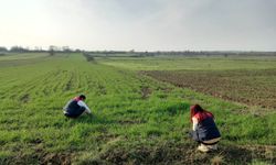Buğday Ekiliş Alanlarında Teknik İnceleme
