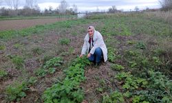 Babaeski’de Sarımsak Üreticisine Teknik Destek Ziyareti