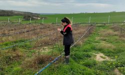 Pehlivanköy’de Aronya Üretim Alanlarında Teknik İnceleme