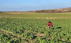 Pehlivanköy’de Kanola Ekim Alanlarında Teknik Kontrol
