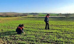 Arpa Alanları İncelendi