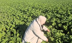 Babaeski’de Hububat ve Kanola Alanları İncelendi