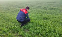 Babaeski’de Hububat Alanlarında Teknik Kontrol