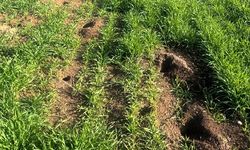 Hububat Alanlarında Tarla Faresi İncelemesi Yapıldı