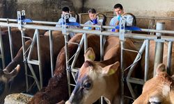 Kırklareli’nde Hastalıktan Arilik Çalışmaları Sürüyor