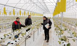 Topraksız Çilek Üretimine Teknik İnceleme