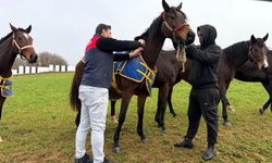 Safkan Atlara Aşılama ve Kontrol Çalışmaları