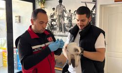 Vize’de Kedi ve Köpekler Kayıt Altına Alınıyor