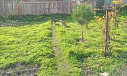 Yeşil Alanda Kedilerin Sakin Anları Görüntülendi